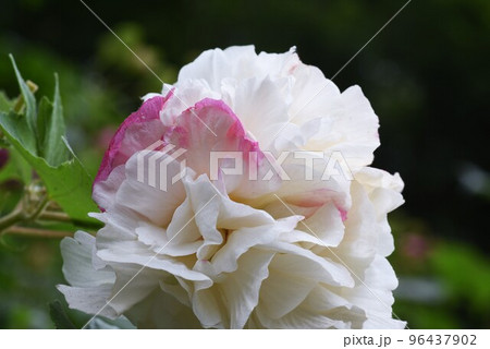 スイフヨウ（酔芙蓉）・朝昼夕で花色変化 96437902