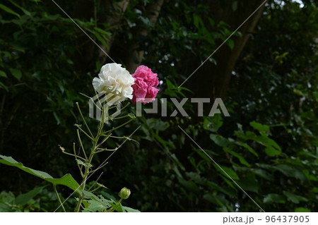スイフヨウ(酔芙蓉)・朝昼夕で花色変化 スイフヨウ(酔芙蓉)・朝昼夕で花色変化 96437905
