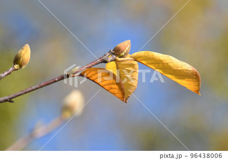 モクレン　黄葉　蕾 96438006