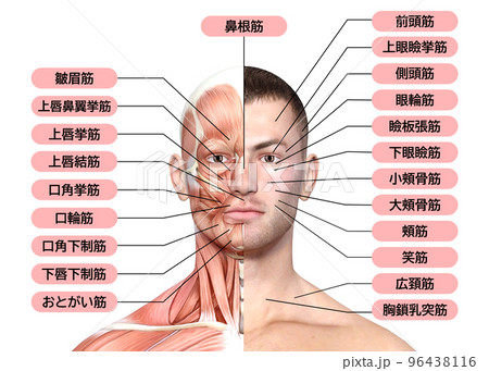 顔面右半分が筋肉の男性 人体の顔面 筋肉解剖図のイラスト 96438116