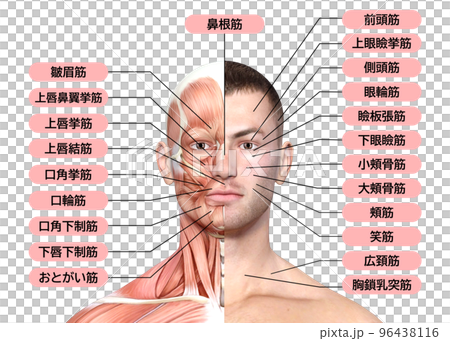 顔面右半分が筋肉の男性 人体の顔面 筋肉解剖図のイラスト 96438116