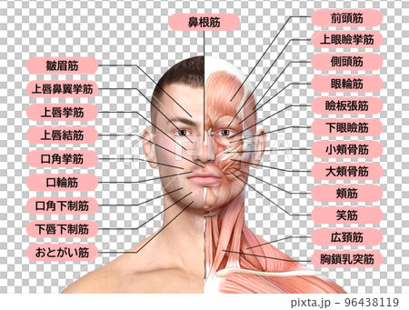 顔面左半分が筋肉の男性 人間の顔面 筋肉解剖図のイラスト 96438119