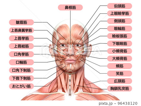 男性の顔面の筋肉解剖図 上半身正面のイラスト 96438120