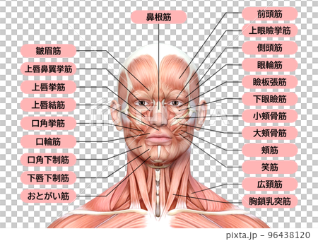 男性の顔面の筋肉解剖図 上半身正面のイラスト 96438120