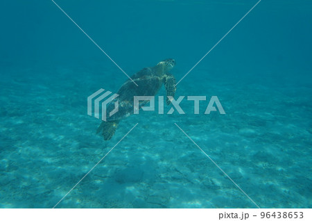 ウミガメ ウミガメ 96438653