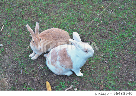 【大久野島のうさぎ (うさぎの島】 広島県竹原市忠海町 【大久野島のうさぎ (うさぎの島】 広島県竹原市忠海町 96438940