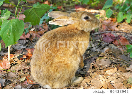 【大久野島のうさぎ (うさぎの島】 広島県竹原市忠海町 96438942