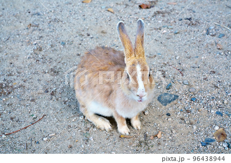 【大久野島のうさぎ (うさぎの島】 広島県竹原市忠海町 96438944