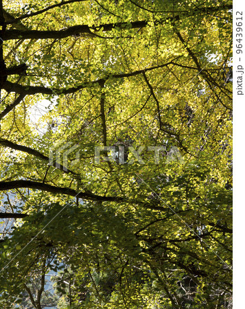 紅葉した室生寺の大銀杏 96439612