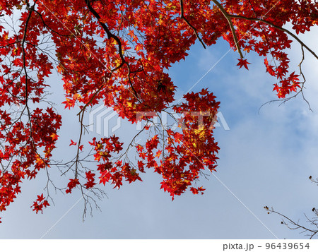 真っ赤に紅葉したカエデと青空 96439654