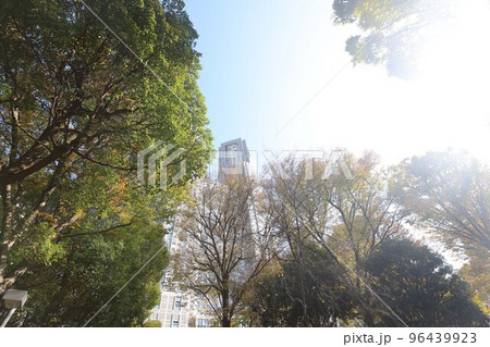 東京都庁。秋の風景。 東京都庁。秋の風景。 96439923