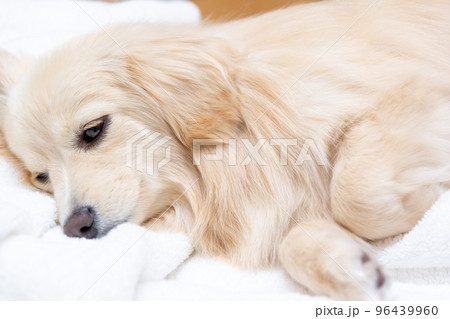 ミックス犬 ポメックス 寝姿 ミックス犬 ポメックス 寝姿 96439960