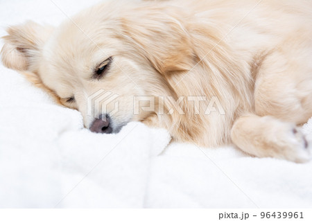 ミックス犬　ポメックス　寝姿 96439961