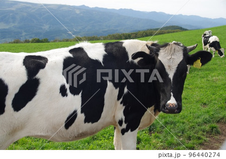 牛 ホルスタイン 北海道 城岱牧場にて 牛 ホルスタイン 北海道 城岱牧場にて 96440274