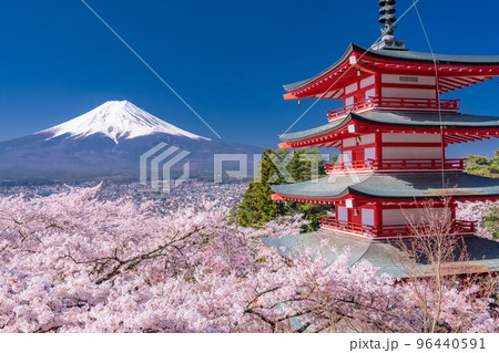 《山梨県》富士山と五重塔と満開の桜・春の新倉山浅間公園 《山梨県》富士山と五重塔と満開の桜・春の新倉山浅間公園 96440591