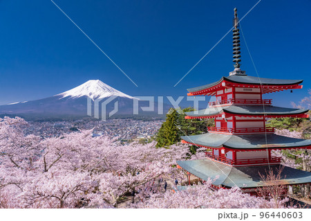 《山梨県》富士山と五重塔と満開の桜・春の新倉山浅間公園 《山梨県》富士山と五重塔と満開の桜・春の新倉山浅間公園 96440603
