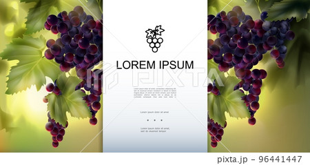 Realistic Organic Fresh Grapes Template Realistic Organic Fresh Grapes Template 96441447