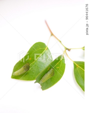 イモムシ　芋虫　幼虫　アオスジアゲハ　アゲハチョウ 96441676