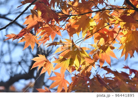 紅葉、モミジ 紅葉、モミジ 96441895