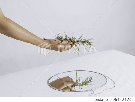 Flowering cannabis plant. Grower holds fresh branch in his hand. Marijuana bloom on white background. Flowering cannabis plant. Grower holds fresh branch in his hand. Marijuana bloom on white background. 96442120