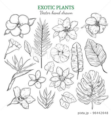 Hand Drawn Exotic Plants Set Hand Drawn Exotic Plants Set 96442648