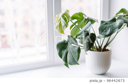 Young monstera in white pot on light windowsill 96442673