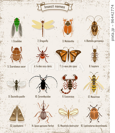 Colorful Insects Icons Set Colorful Insects Icons Set 96442774