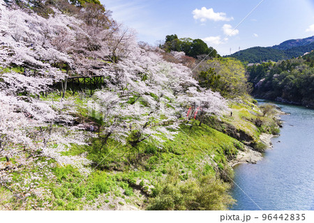 桜満開の名所公園 96442835