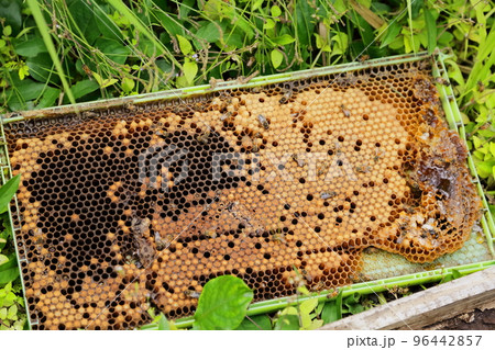 養蜂場の巣箱の蜂の巣 養蜂場の巣箱の蜂の巣 96442857