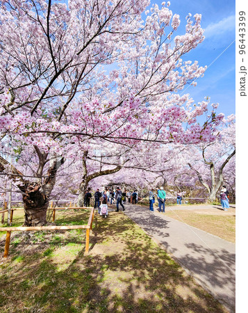 高遠城址公園（春） 96443399