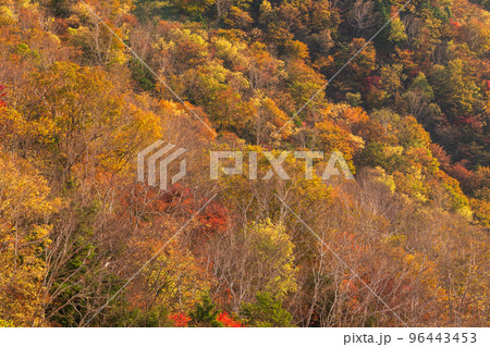 《栃木県》紅葉の奥日光・秋の半月山の眺望 96443453
