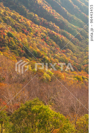 《栃木県》紅葉の奥日光・秋の半月山の眺望 《栃木県》紅葉の奥日光・秋の半月山の眺望 96443455