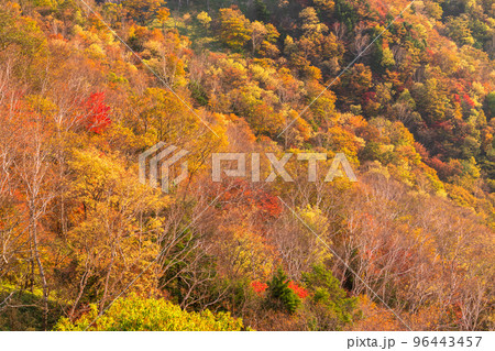 《栃木県》紅葉の奥日光・秋の半月山の眺望 《栃木県》紅葉の奥日光・秋の半月山の眺望 96443457