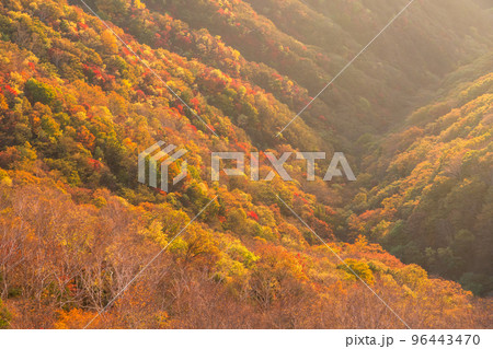 《栃木県》紅葉の奥日光・秋の半月山の眺望 《栃木県》紅葉の奥日光・秋の半月山の眺望 96443470
