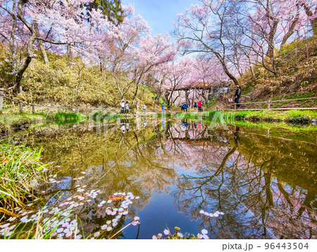 高遠城址公園（春） 96443504