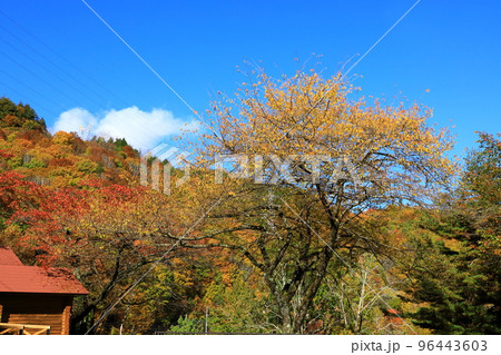 御母衣湖の紅葉 御母衣湖の紅葉 96443603