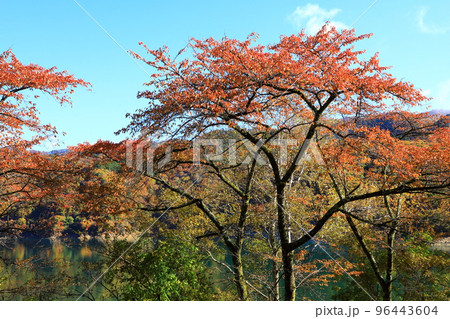 御母衣湖の紅葉 御母衣湖の紅葉 96443604