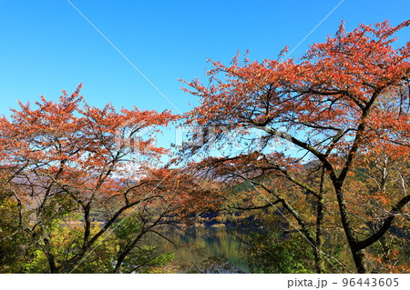 御母衣湖の紅葉 御母衣湖の紅葉 96443605
