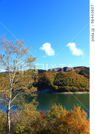 御母衣湖の紅葉 96443607