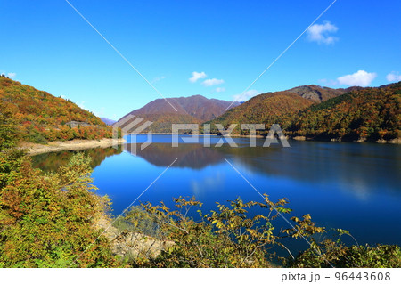 御母衣湖の紅葉 御母衣湖の紅葉 96443608