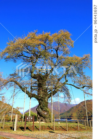 秋の荘川 紅葉風景 秋の荘川 紅葉風景 96443697