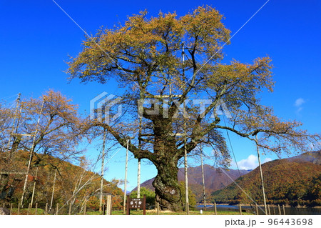 秋の荘川　紅葉風景 96443698