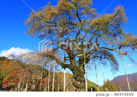 秋の荘川 紅葉風景 秋の荘川 紅葉風景 96443699