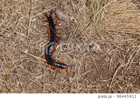 black centipede with red paws 96445911