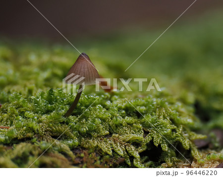 森のきのこ 森のきのこ 96446220