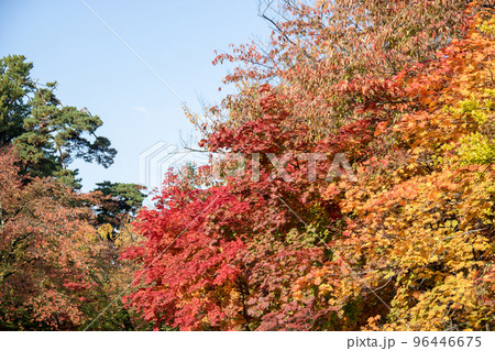 紅葉と青空 96446675