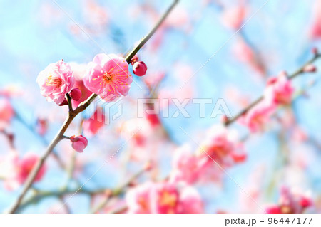 ピンク色の梅の花のクローズアップ 96447177