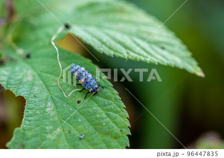 テントウムシ幼虫（ナナホシテントウ） 96447835