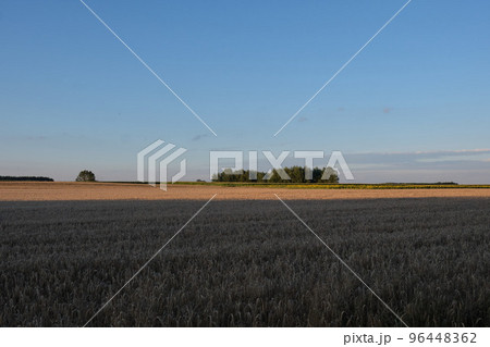 Rye field in sunset light under cloudy sky Rye field in sunset light under cloudy sky 96448362