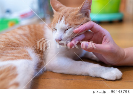 猫を撫でる　茶トラ白 96448798